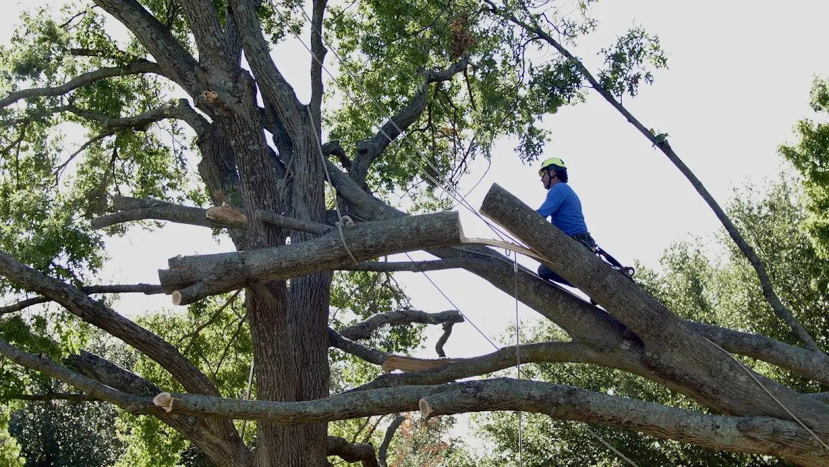 Professional Hazardous Tree Removal performed by certified arborists in Burkettsville