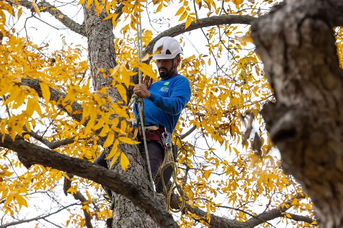 Skilled Tree Transplanting crew working in Burkettsville