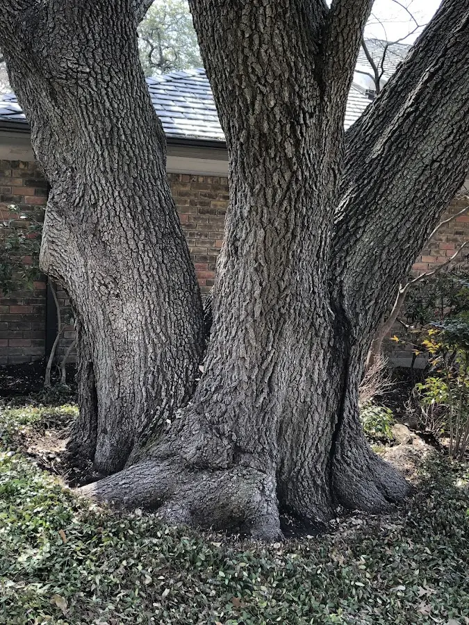 Mature heritage tree close to a Burkettsville property cared for by certified arborists